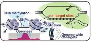 CRISPR-Cereal: a guide RNA design tool integrating regulome and genomic variation for wheat, maize and rice