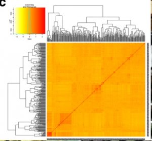 Genome-wide association study reveals significant genomic regions for improving yield, adaptability of rice under dry direct seeded cultivation condition.