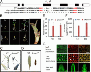 The maize heterotrimeric G protein &beta; subunit controls shoot meristem development and immune responses