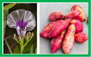 Quantitative trait loci and differential gene expression analyses reveal the genetic basis for negatively associated &beta;-carotene and starch content in hexaploid sweetpotato [Ipomoea batatas (L.) Lam.]