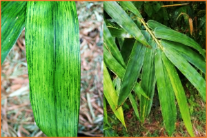 Proviral insights of glycolytic enolase in Bamboo mosaic virus replication associated with chloroplasts and mitochondria