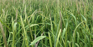 Researchers Find Herbicide Resistance in Blackgrass Caused by Pre-existing Genetic Variation