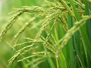 Receptor-Like Cytoplasmic Kinase STK Confers Salt Tolerance in Rice
