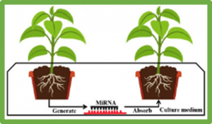 MicroRNA: A Dynamic Player from Signalling to Abiotic Tolerance in Plants