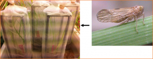 Transcriptomic and proteomic responses to brown plant hopper (Nilaparvata lugens) in cultivated and Bt-transgenic rice (Oryza sativa) and wild rice (O. rufipogon)