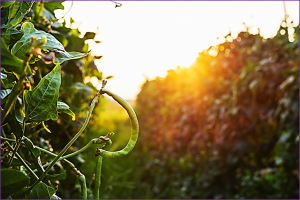 Over 2,000 Nigerian Farmers Reaping the Benefits of Biotechnology