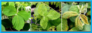 Genome-wide association study of the seed transmission rate of soybean mosaic virus and associated traits using two diverse population panels