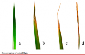 High-resolution genetic mapping of a novel bacterial blight resistance gene xa-45(t) identified from Oryza glaberrima and transferred to Oryza sativa.