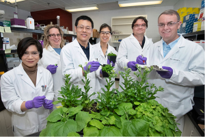 Scientists Discover Plants` Oil-Production Accelerator Also Activates The Brakes