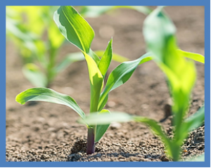 Two-year Field Trial Shows Cry1Ie Maize Has No Effect on Soil Animals