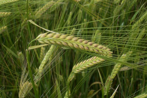 QTL x environment modeling of malting barley preharvest sprouting