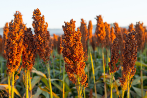 New Technique to Unlock Sorghum`s Huge Climate Change Potential