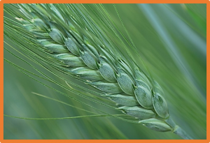Genome-wide association mapping of septoria nodorum blotch resistance in Nordic winter and spring wheat collections