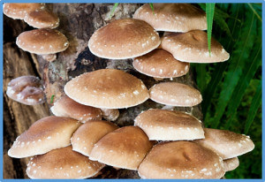 A global phylogenomic analysis of the shiitake genus Lentinula