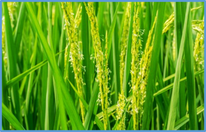 Knockout of OsWOX13 Moderately Delays Flowering in Rice under Natural Long-Day Conditions