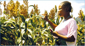 New highly productive sorghum varieties released