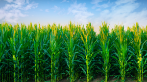 Microbial Genes Provide High Glyphosate Resistance and Low Glyphosate Residues in Maize