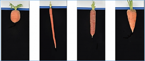 Genetic characterization of carrot root shape and size using genome-wide association analysis and genomic-estimated breeding values