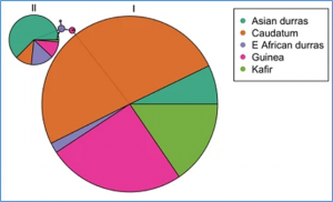 Genetic basis of sorghum leaf width and its potential as a surrogate for transpiration efficiency