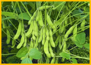 Progress in soybean functional genomics over the past decade