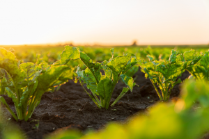 EFSA GMO Panel Releases Scientific Opinion on GM Sugar Beet KWS20-1