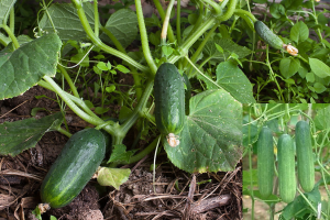 Nanomaterial Size and Surface Modification Mediate Disease Resistance Activation in Cucumber ( Cucumis sativus)