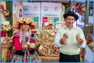 International Day of Potato: At inaugural celebration, FAO highlights crop`s significance and further potential