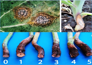 Breeding and management of major resistance genes to stem canker/blackleg in Brassica crops