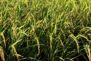 Bayogenin 3-O-cellobioside confers non-cultivar-specific defence against the rice blast fungus Pyricularia oryzae.