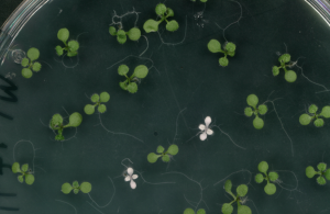 UCLA and UC Berkeley Scientists Develop Tiny CRISPR Tool for Faster, Simpler Plant Genome Editing