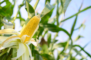 Revised Regulations on the Protection of New Plant Varieties Released in China