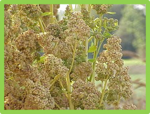 Quinoa genome assembly employing genomic variation for guided scaffolding
