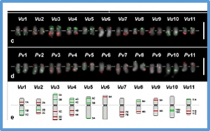 Oligo-FISH barcode in beans: a new chromosome identification system