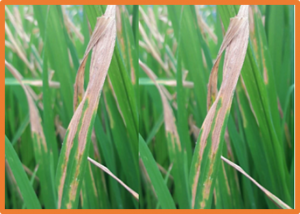 A review of approaches to control bacterial leaf blight in rice