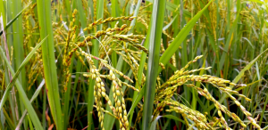 Multiplex Genome Editing Improves Agronomic Traits of Salt-tolerant Rice SR86