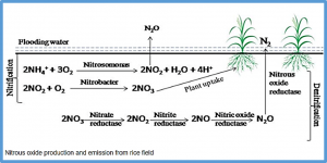 Field performance and nitrous oxide emissions of transgenic nitrogen use efficient rice lines cultivated in tropical paddy fields