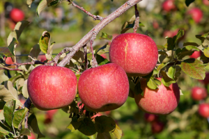 Researchers Identify Genetic Secrets of High-Yield Fuji Apple