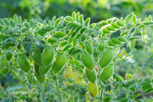 Indian Experts Develop Nutritious Drought Tolerant Chickpea