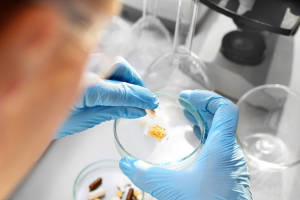 Engineered Yeast Converts Methanol to D-lactic Acid