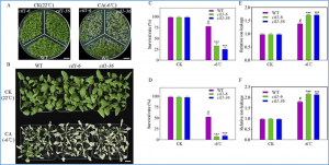 A novel long noncoding RNA CIL1 enhances cold stress tolerance in Arabidopsis