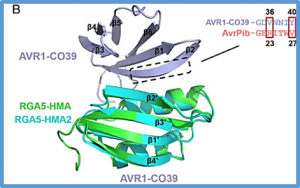 A designer rice NLR immune receptor confers resistance to the rice blast fungus carrying noncorresponding avirulence effectors