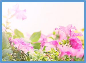 Simultaneous targeting of duplicated genes in Petunia protoplasts for flower color modification via CRISPR-Cas9 ribonucleoproteins