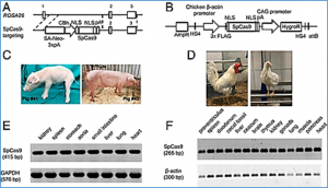 Cas9-expressing chickens and pigs as resources for genome editing in livestock