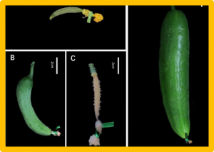 Evaluation and Genetic Analysis of Parthenocarpic Germplasms in Cucumber