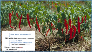 Fine mapping of Rf2, a minor Restorer-of-fertility (Rf) gene for cytoplasmic male sterility in chili pepper G164 (Capsicum annuum L.)