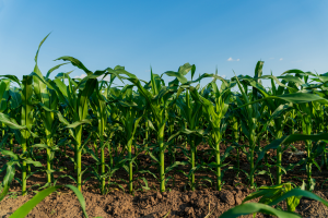 Scientists Develop Gene Editing Method to Reduce Corn Plant Height