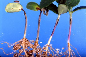 Identification and molecular mapping of Rps14, a gene conferring broad-spectrum resistance to Phytophthora sojae in soybean