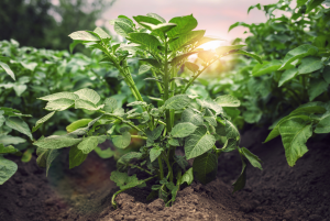Late Blight Field Resistance in Potatoes With Genes from Wild Relative