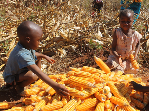 The Power of Orange: Catalyzing Delivery of Vitamin A Maize in Zambia