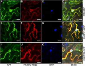 OsCPD1 and OsCPD2 are functional brassinosteroid biosynthesis genes in rice